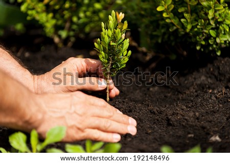 Green plant. Close-up image of male hands holding green plant