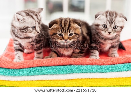 Three curious kittens. Three cute Scottish fold kittens sitting together on the top of the colorful towel stack