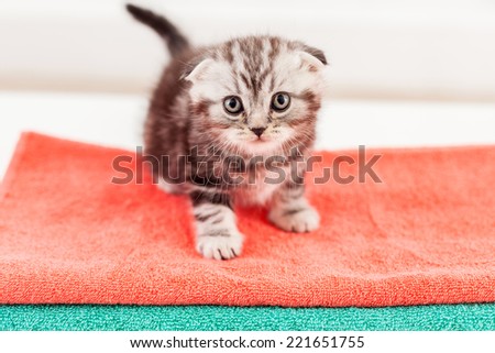 Curious kitten. Top view of curious Scottish fold kitten sitting on the top of the colorful towel stack