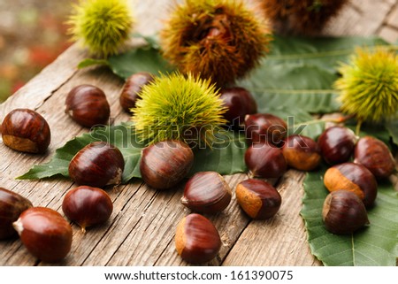 Chestnuts in their spiky shells