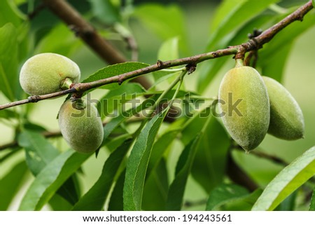 Unripe almonds on almond tree.