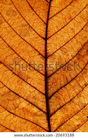 Autumn chestnut leaf, extreme close-up