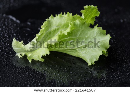 Lettuce leaf on black background