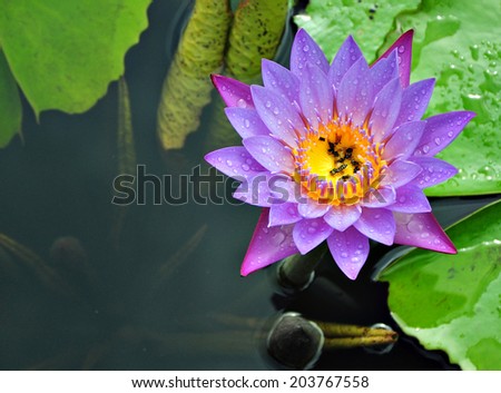 A purple lotus after the rain.