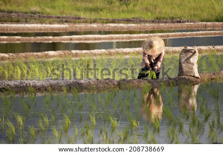 TAMBUNAN, SABAH, MALAYSIA - jUN 24: An unidentified farmer plating paddy seedilings at a paddy filed in Tambunan, Sabah, Malaysia on Jun 24, 2012