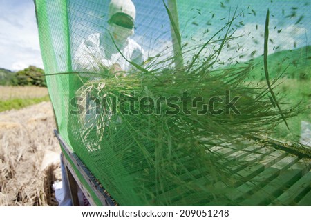 Tambunan, Sabah, Malaysia - Dec 14: A farmer separating ripe paddy from its stalks by beating it to a traditional device on harvesting season at Tambunan, Sabah, Malaysia on December 14, 2014.