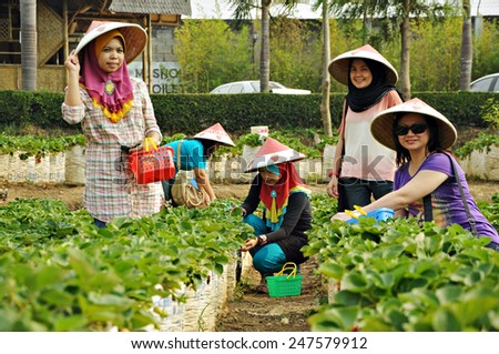 Ciwidey, Indonesia, September 20, 2012 : Ladies tourists enjoying their time picking strawberries at a strawberry farm on September 20, 2012. Strawberry farms are among  tourist attraction in Ciwidey