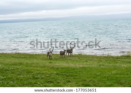 The reindeer living on the Northern Norway coast.