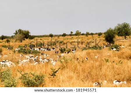 Herd of goats, Mali / the Republic of Mali is a landlocked country in West Africa.