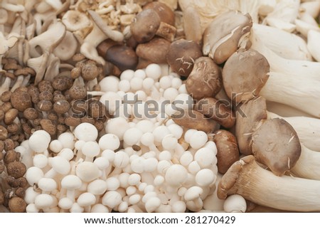 mixed mushroom- Shiitake, King trumpet mushroom (Eringi), Brown beech mushroom (Shimeji), Indian Oyster mushroom, Jew's ear Mushroom, Golden needle mushroom (Enokitake)a lot of mushroom