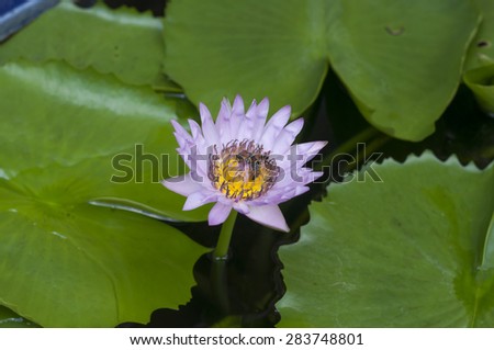 Lotus, the lotus ponds,bee and water