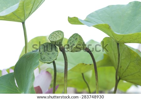 lotus pods and lotus leaf