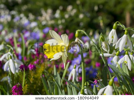 mixed selection of flowers. Daffodil in focus with snow drops and heather. Spring flowers