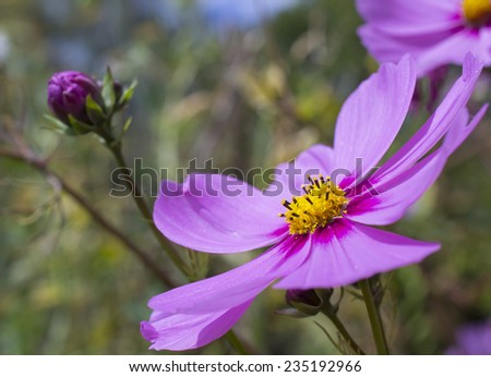 Light purple or lilac cosmos flower close up. To the right hand side of the frame. Fern like yellow green leaves