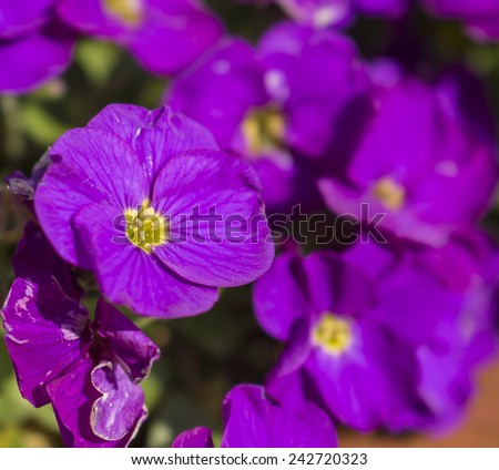 purple flower on the left hand side of the frame close up