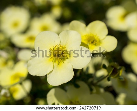 pale yellow flower with 5 petals and rounded shape on multiple flower background
