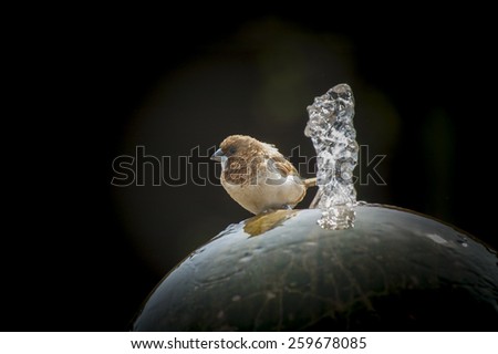 small bird on a round ball water fountain, side view
