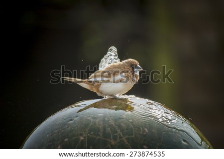small brown bird on water feature on a dark background