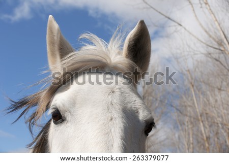 white horse head  in the field with trees of a village in Leon, Spain