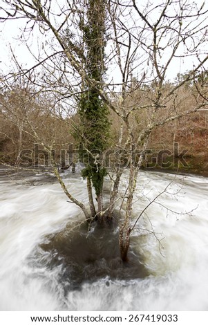 flood in the river with tree in A Corunna, Spain