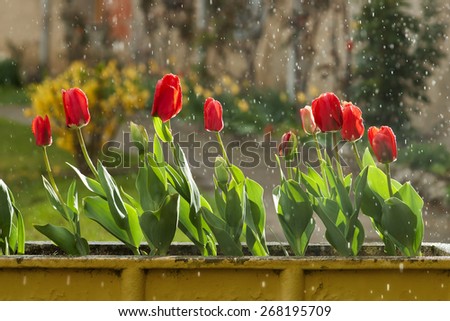 tulips on a rainy day  in spring  close up