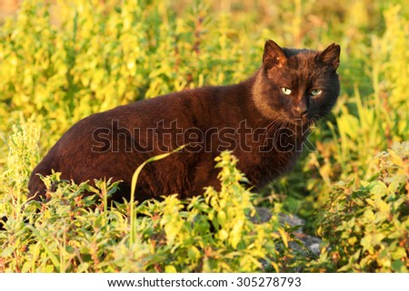 black cat with green eyes in the grass at sunset