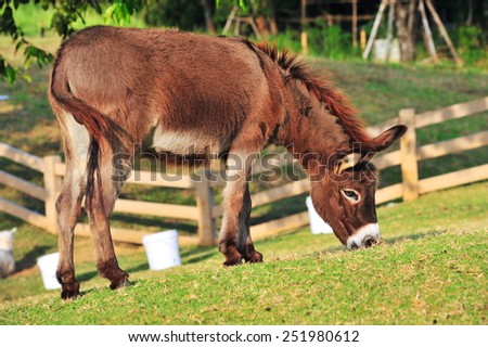 Donkey Farm Animal brown color standing on field grass