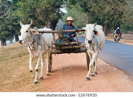 CAMBODIA - DECEMBER 29: Two white water buffalo pulling a cart and driver along the side of the road December 29, 2007 in rural Cambodia.