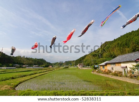 Japanese koi nobori wind socks blowing in the wind above a rice field.