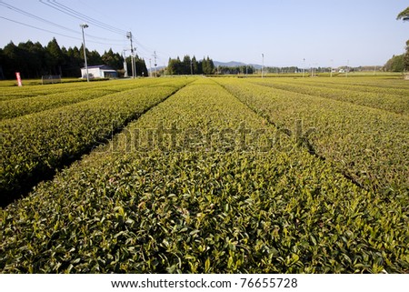Japanese tea fields with fans mounted on poles to deter frost. The fans circulate the air to deter frost buildup from damaging the crop.