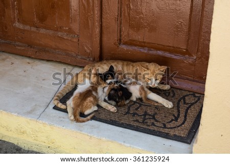 Mother cat with kitties on a mat at the door