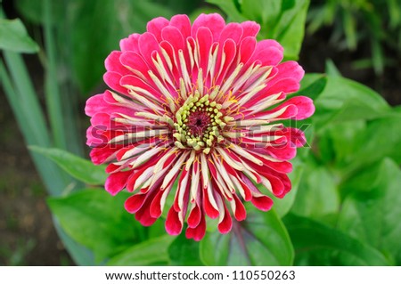 Closeup of nice flower on green background (Zinnia)