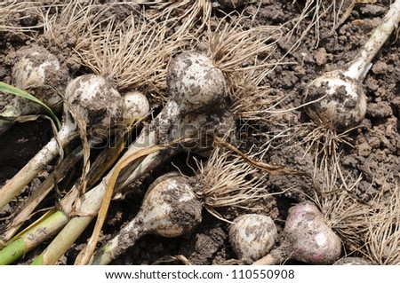 Gathered garlic dry on soil of the farm