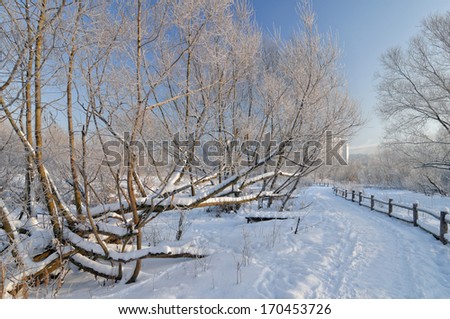 Winter scene in the park with hoar frosted trees