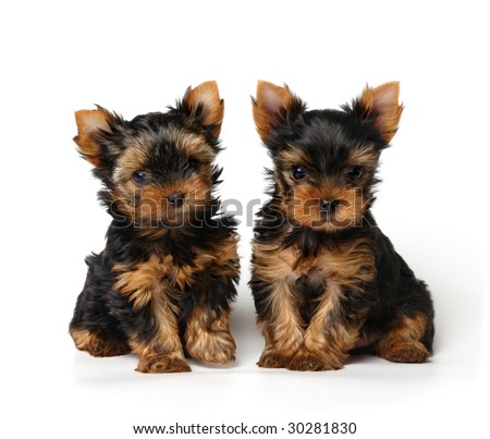 Small Puppies on Two Small Yorkshire Terrier Puppies Sitting Together Stock Photo