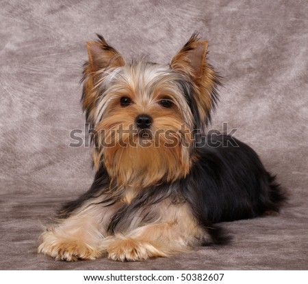 Yorkshire Terrier Puppies on Puppy Of The Yorkshire Terrier Stock Photo 50382607   Shutterstock