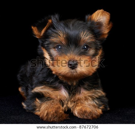 brown and black yorkie the gallery for gt black and brown yorkie brown and black yorkie the gallery for gt black and brown yorkie