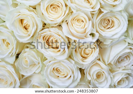 Many white roses as a floral background