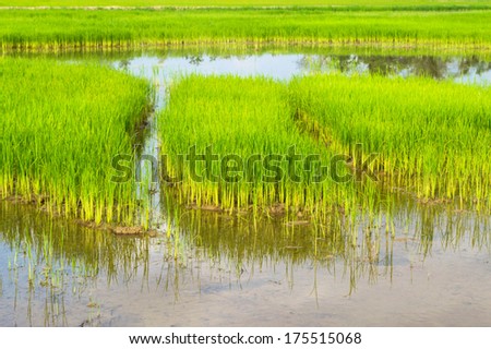 Rice seedlings in  rice field