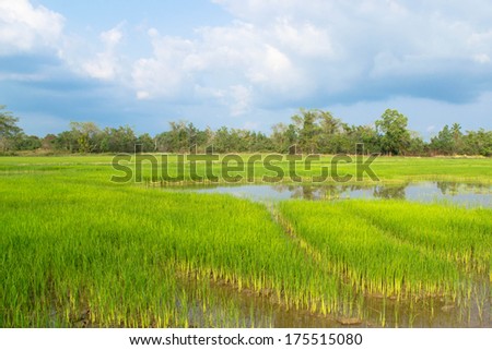 Rice seedlings in  rice field