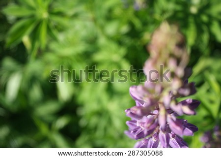 Purple Summer Flowers (Veronica) Close up of Beautiful Purple Spiked Speedwell and Blurred Backyard Lush Green Grass