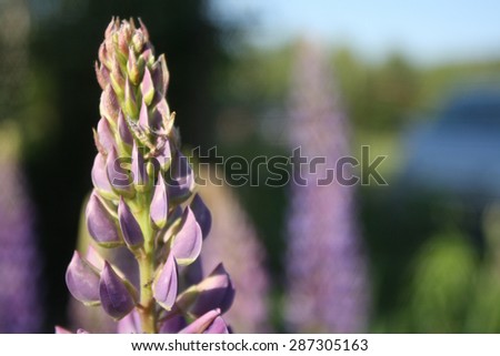Purple Summer Flowers (Veronica) Close up of Beautiful Purple Spiked Speedwell and Blurred Backyard Lush Green Grass