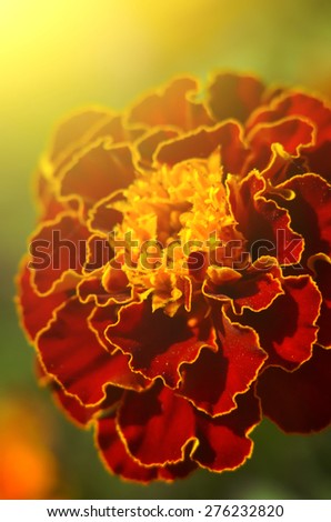 delicate chrysanthemum flower in the sun