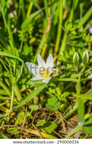 tiny flower in the sun in the spring grass