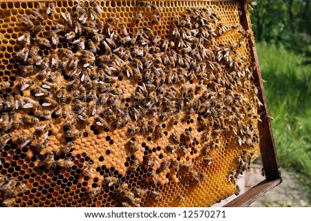 The Frame with honey. Much bees. Honeycomb.