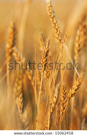 Gold wheat field. Nature background