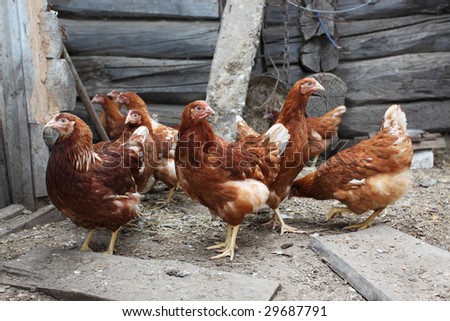 Small group of the hens in hen-house