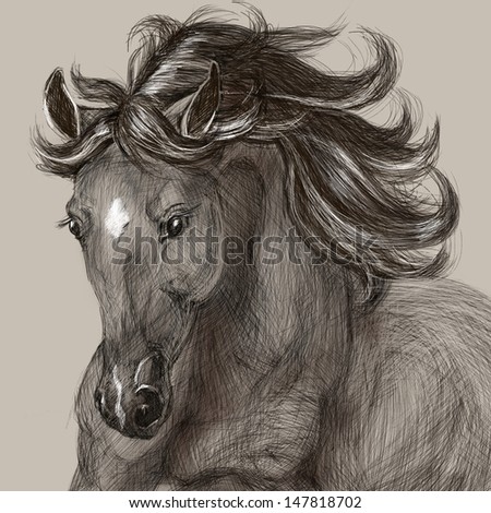 Drawing portrait of horse. One of step