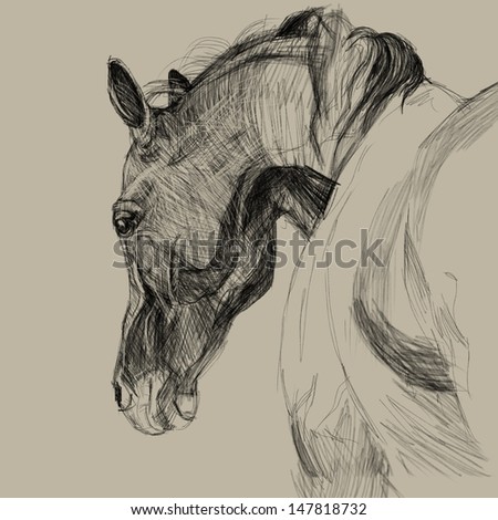 Drawing portrait of horse. One of step
