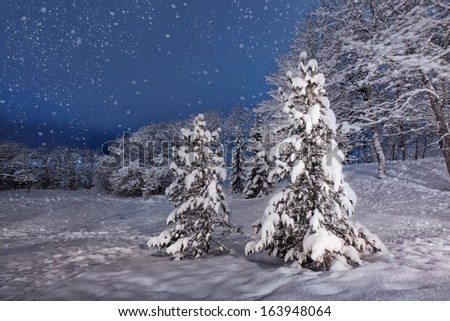 Winter snowy evening with spruces